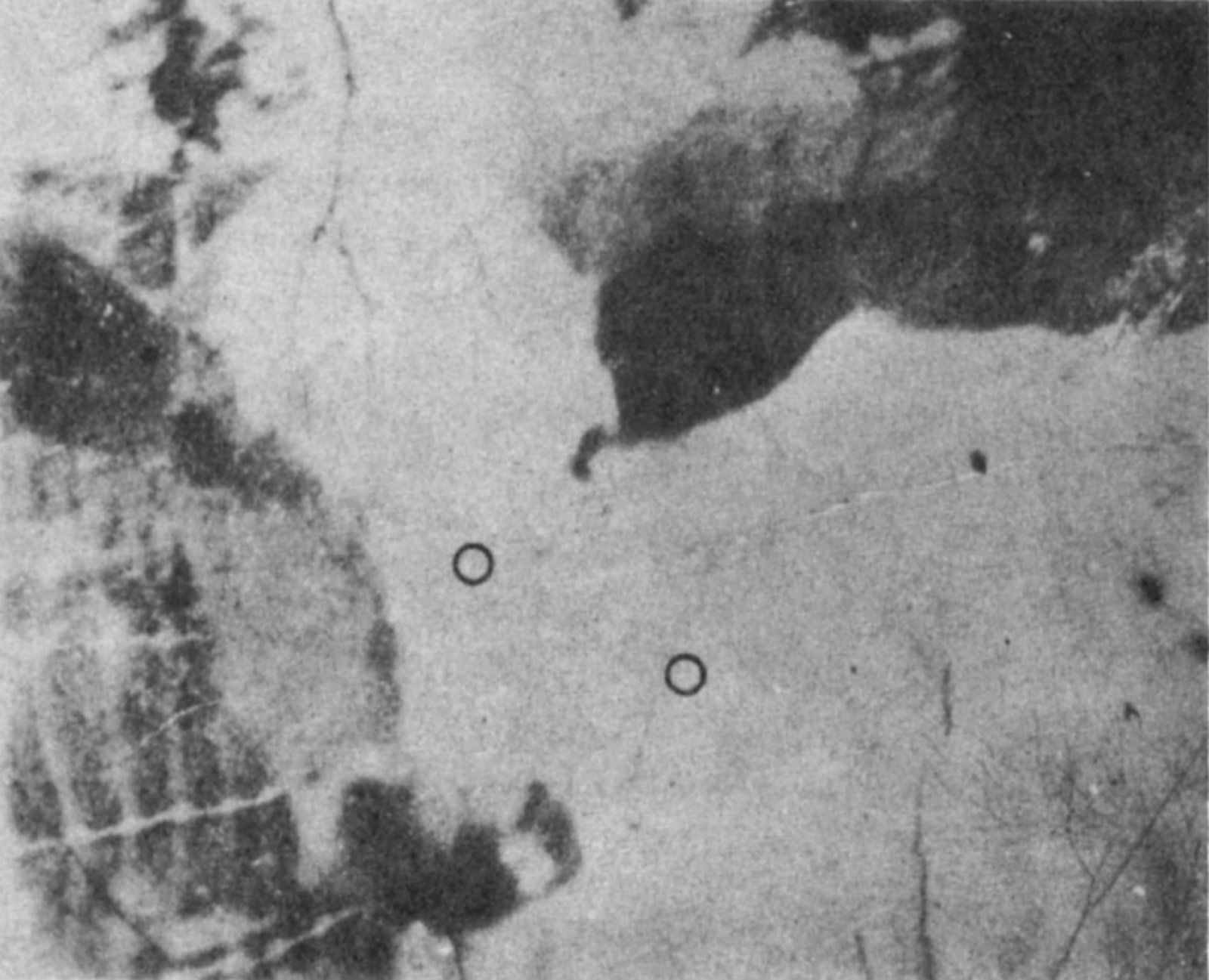 A “puzzle picture” of a cow. (From K. M. Dallenbach, “A Picture Puzzle With a New Principle of Concealment,” American Journal of Psychology,…