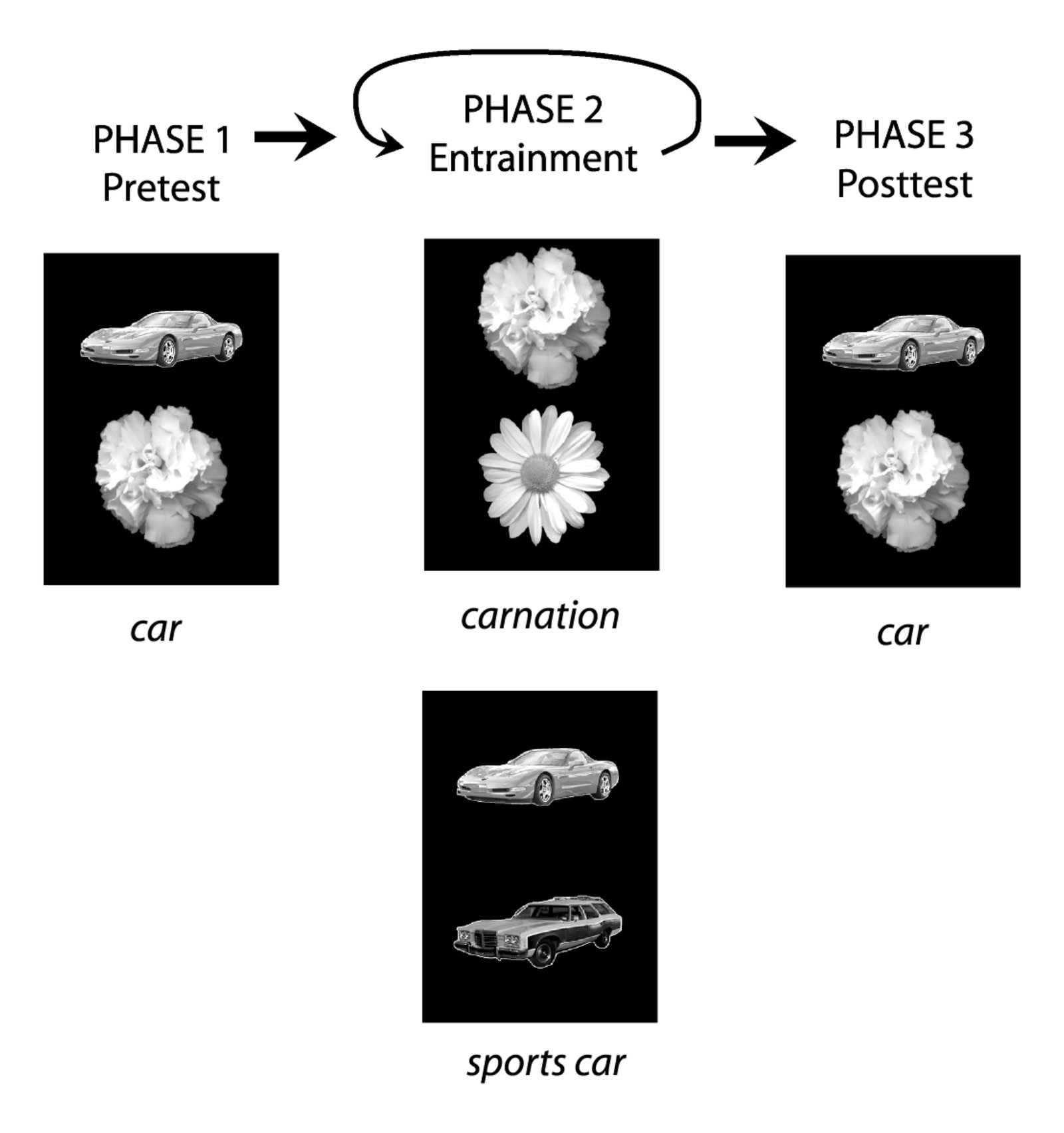 Three-phase experimental design showing stimulus pairs: Phase 1 (pretest) displays a car and carnation; Phase 2 (entrainment) shows a sports car and daisy; Phase 3 (posttest) returns to the original car and carnation pairing.